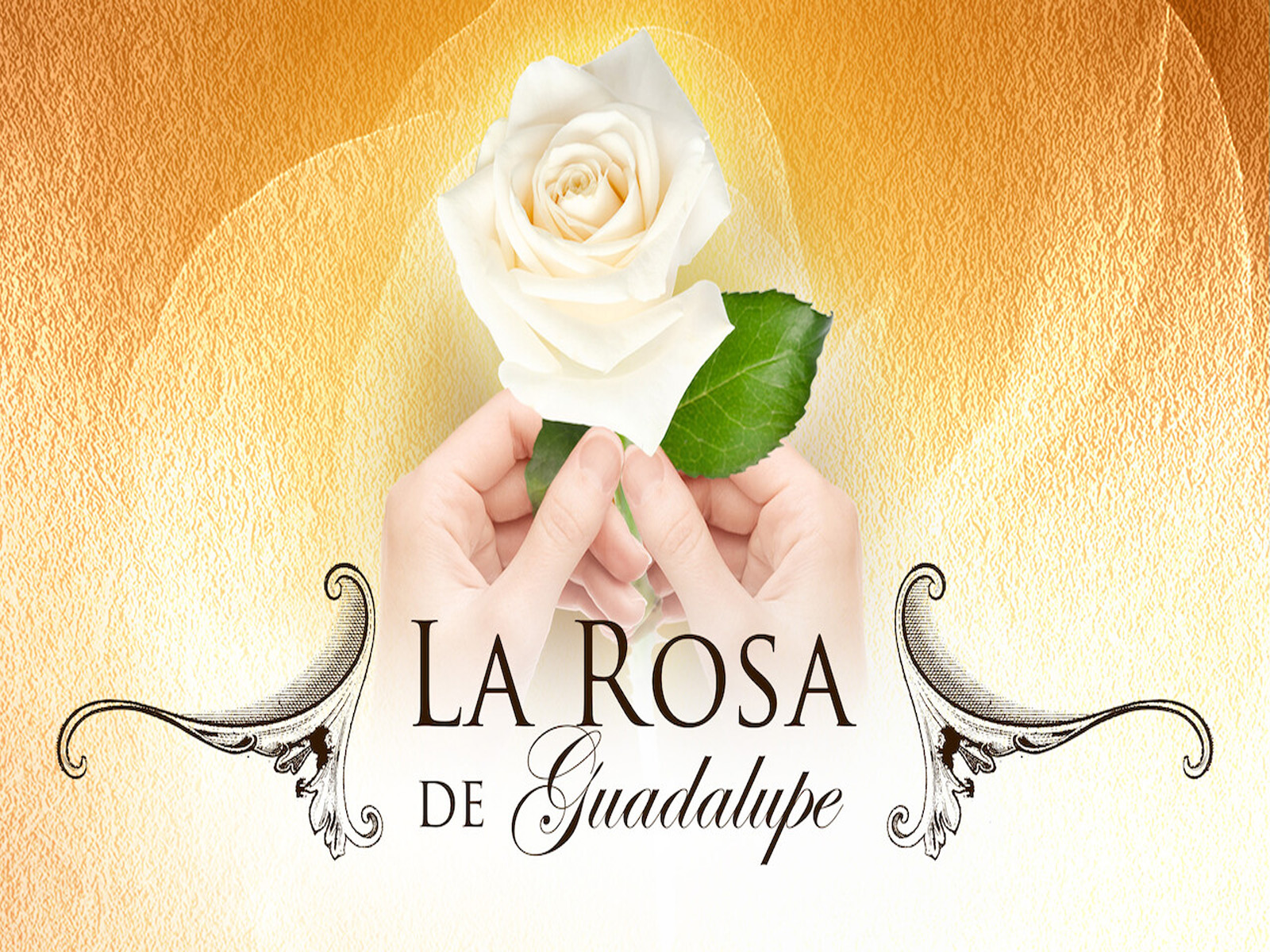 La Rosa de Guadalupe 2008